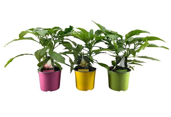 Picture of DATURA BRUGMANSIA BUSH MIX