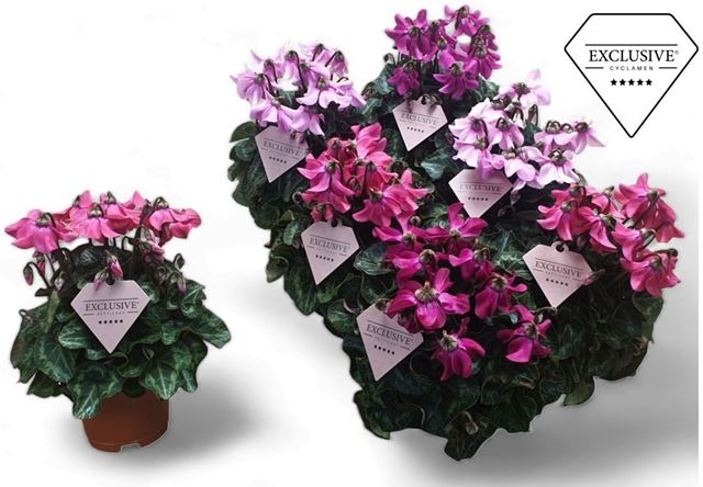 Picture of CYCLAMEN PERSICUM EXCLUSIVE PETTICOAT MIX