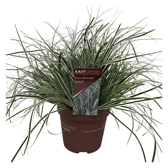 Picture of Carex oshimensis everest