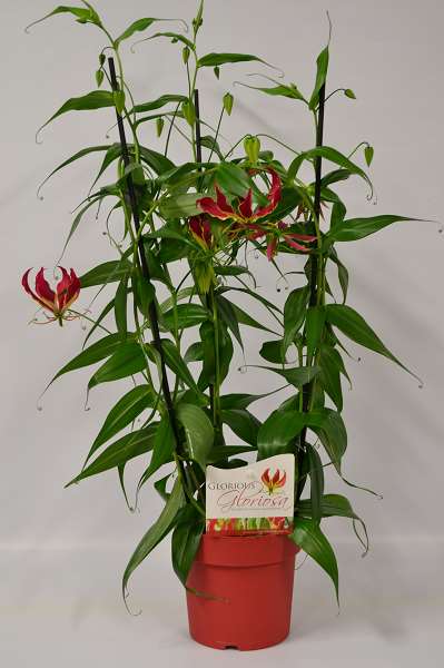 Picture of Gloriosa superba rothschildiana 3pp