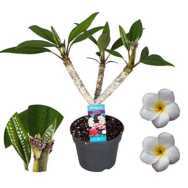 Picture of PLUMERIA BRANCHED WHITE