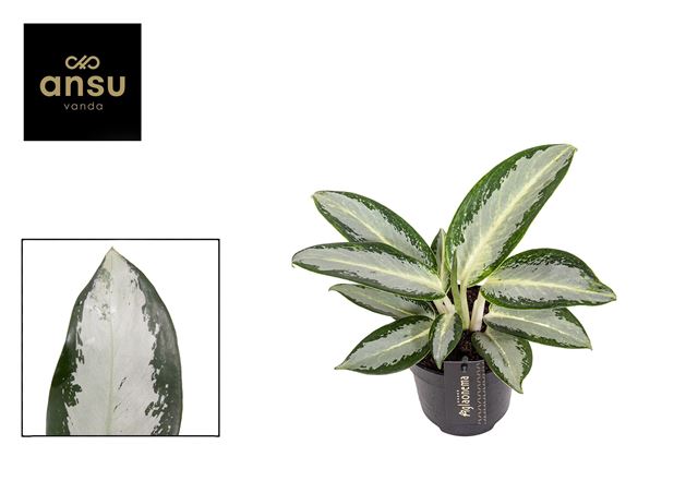 Picture of Aglaonema silver blue
