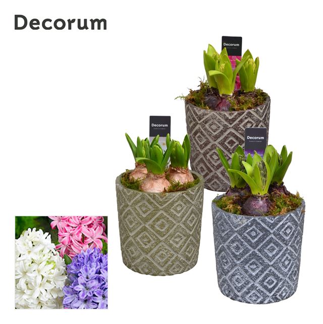 Picture of HYACINTHUS 03BULBS CERAMIC LEVI