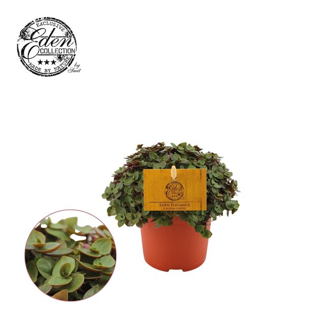 Picture of Callisia repens turtle