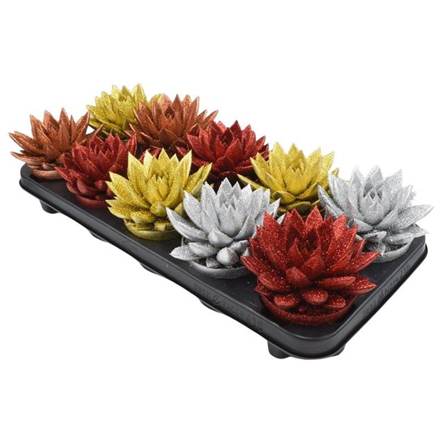 Picture of ECHEVERIA MIRANDA X-MAS DYED+GLITTER MIX