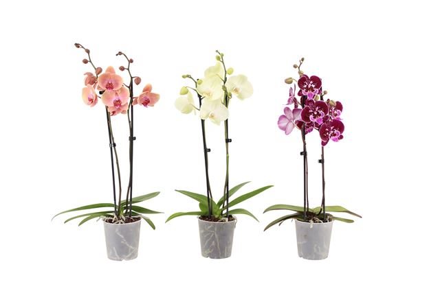Picture of PHALAENOPSIS 02-STEM MIX