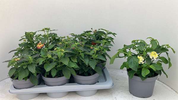 Picture of Lantana camara