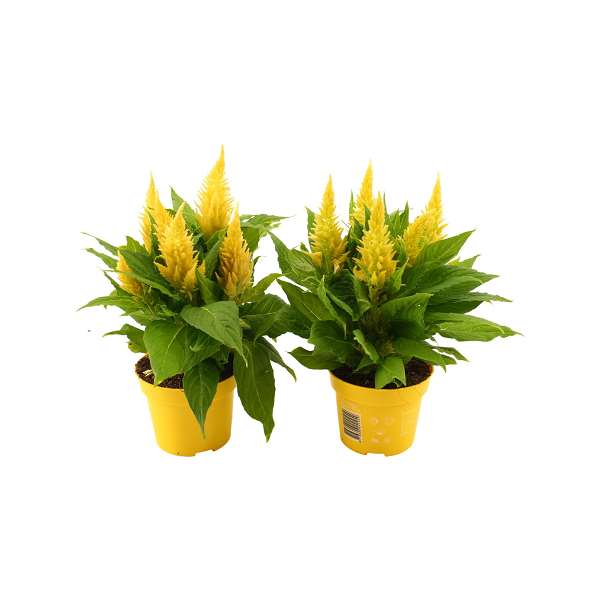 Picture of Celosia argentea kelos fire yellow