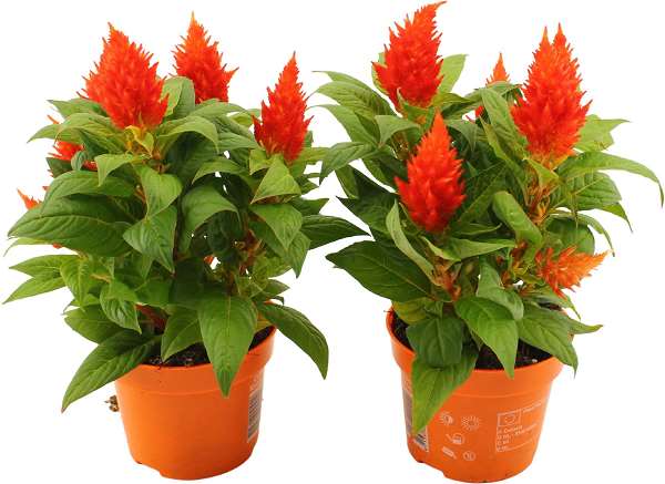 Picture of Celosia argentea kelos fire orange