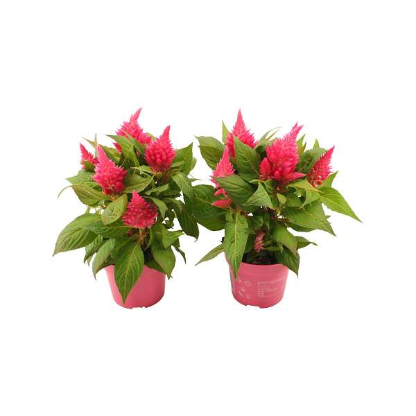 Picture of Celosia argentea kelos fire pink