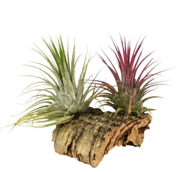 Picture of Tillandsia wood mini