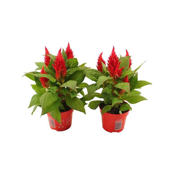Picture of Celosia argentea kelos fire red