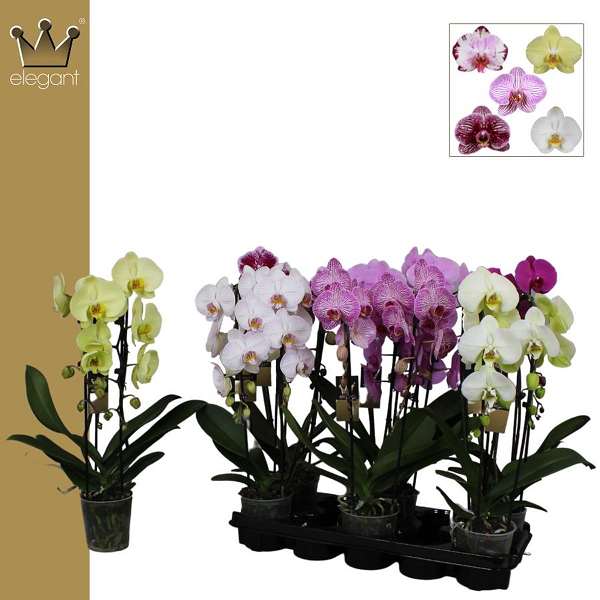 Picture of PHALAENOPSIS 02-STEM CASCADE MIX