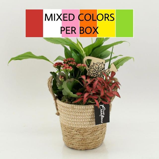 Picture of Foliage arrangement in wicker basket