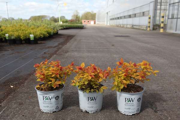 Picture of Spiraea japonica double play big bang