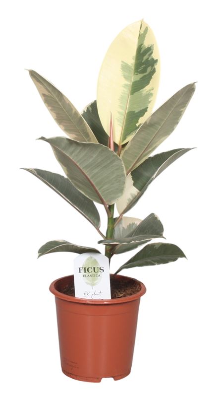 Picture of FICUS ELASTICA TINEKE