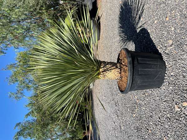 Picture of YUCCA ROSTRATA C35L