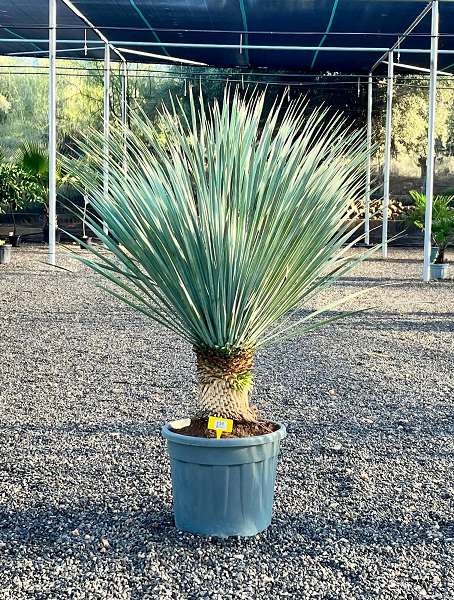 Picture of Yucca rostrata