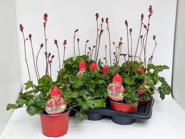 Picture of HEUCHERA VILLOSA CANDLELIGHTS LIME & RED