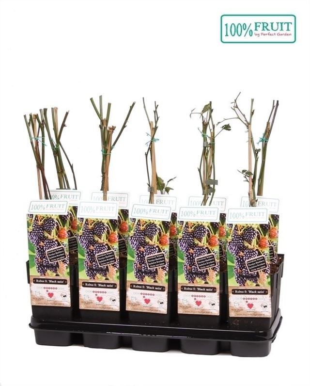 Picture of Rubus fruticosus black satin