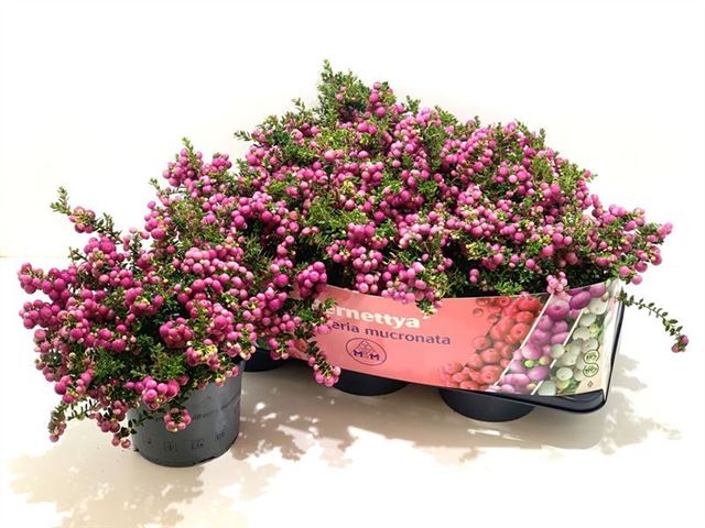 Picture of GAULTHERIA MUCRONATA (PERNETTIA) PINK