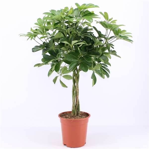 Picture of SCHEFFLERA ARBORICOLA NORA BRAIDED STEM