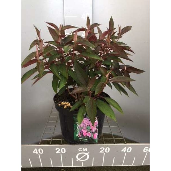 Picture of Hydrangea aspera hot choclate