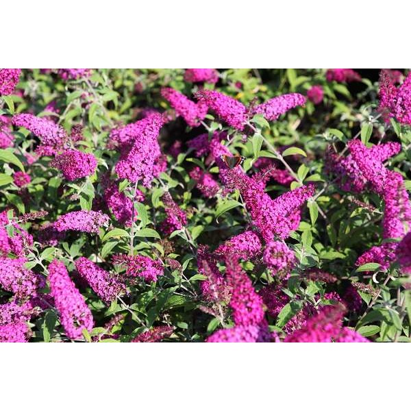 Picture of Buddleja davidii miss ruby