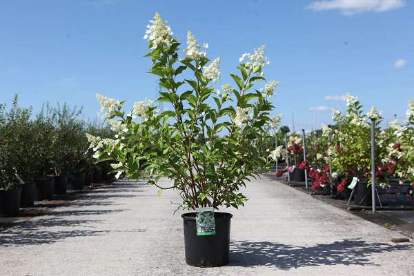Picture of Hydrangea pan  kyushu