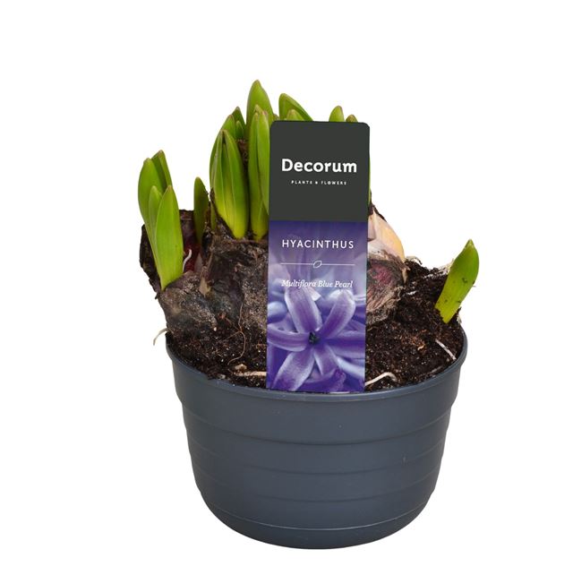 Picture of HYACINTHUS MULTIFLORA BLUE