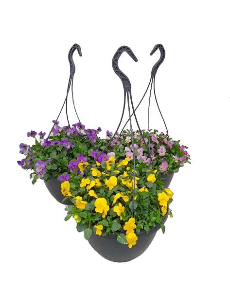 Picture of VIOLA CORNUTA ENDURO IN HANGING BASKET