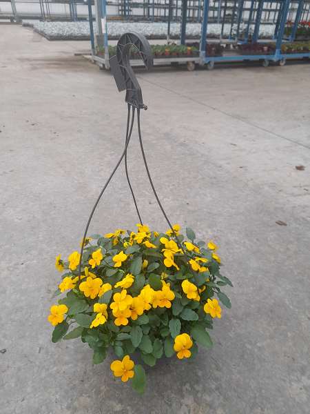 Picture of VIOLA CORNUTA ENDURO IN HANGING BASKET