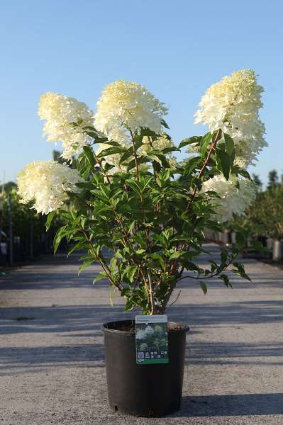 Picture of Hydrangea pan  phantom