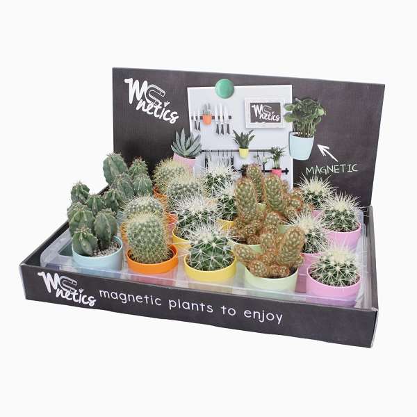 Picture of CACTUS MIX IN MAGNETIC POT