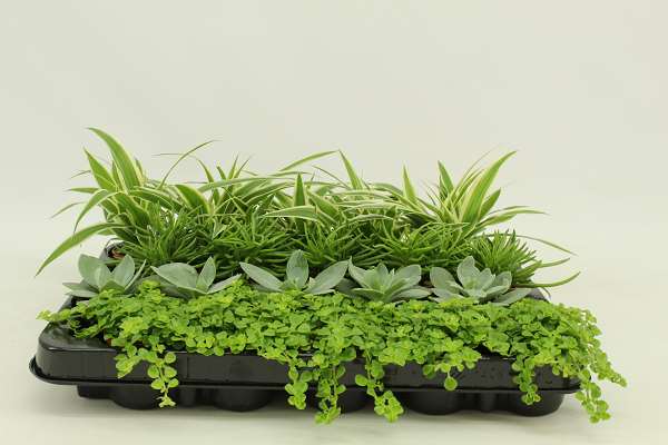 Picture of GROENE PLANTEN MIX  BAMBINO