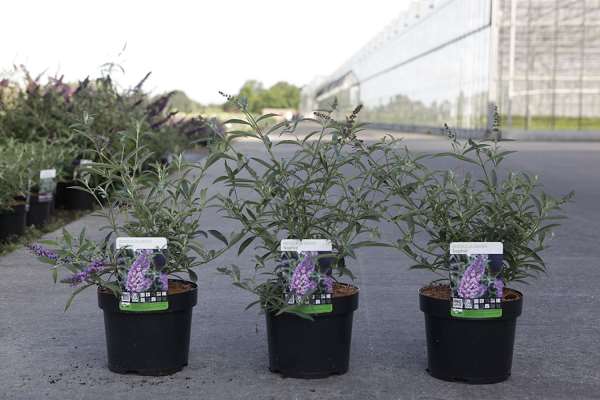 Picture of Buddleja davidii sophie