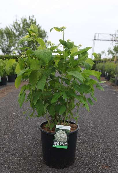 Picture of Hydrangea arborescens annabelle