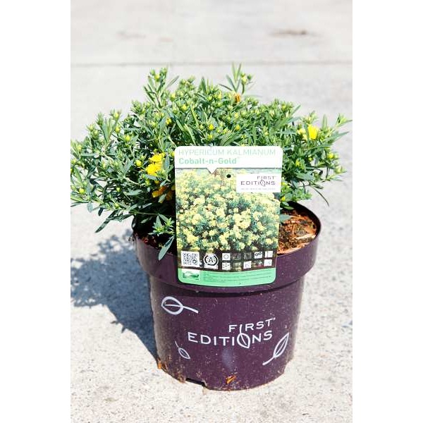 Picture of HYPERICUM KALMIANUM COBALT-N-GOLD