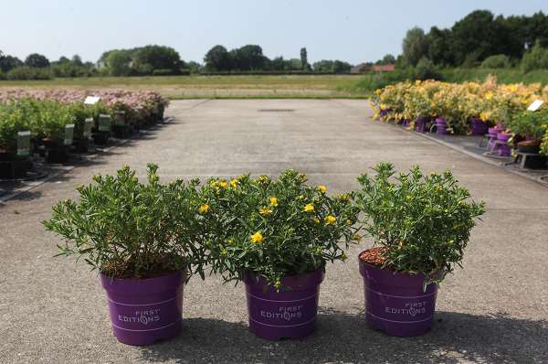 Picture of HYPERICUM KALMIANUM COBALT-N-GOLD
