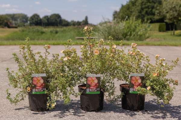 Picture of POTENTILLA FRUTICOSA GLAMOUR GIRL