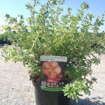 Picture of POTENTILLA FRUTICOSA GLAMOUR GIRL