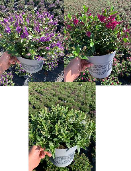 Picture of Hebe allblooms mix