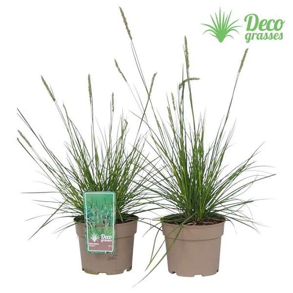 Picture of Sesleria autumnalis
