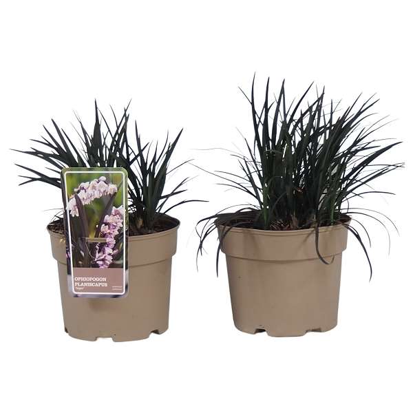 Picture of OPHIOPOGON PLANISCAPIUS NIGER