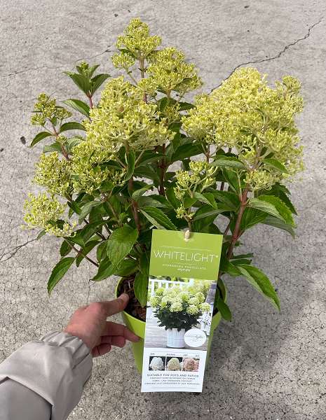 Picture of Hydrangea paniculata whitelight with flower