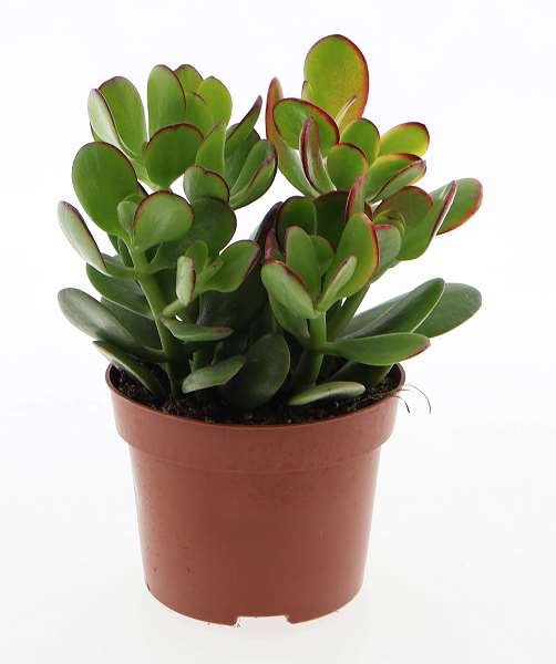 Picture of Crassula ovata sunset