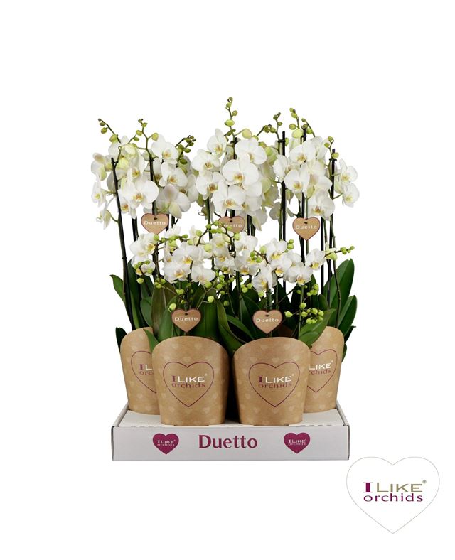 Picture of PHALAENOPSIS DUETTO COMBI WHITE