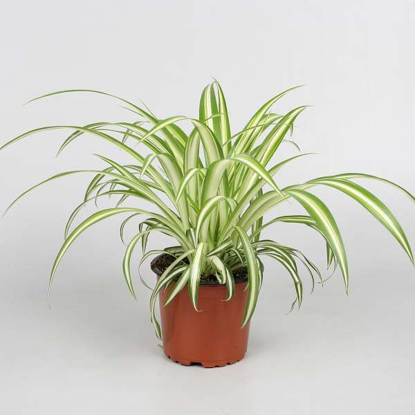 Picture of CHLOROPHYTUM COMOSUM VARIEGATUM