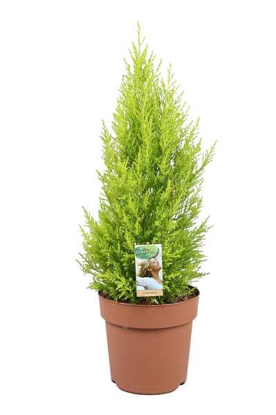Picture of Cupressus macrocarpa goldcrest wilma