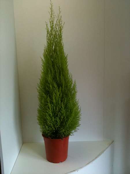 Picture of CUPRESSUS MACROCARPA GOLDCREST WILMA